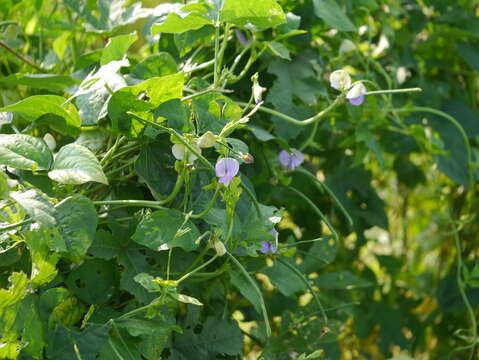 Image of blackeyed pea