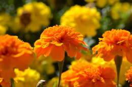 Image of French marigold