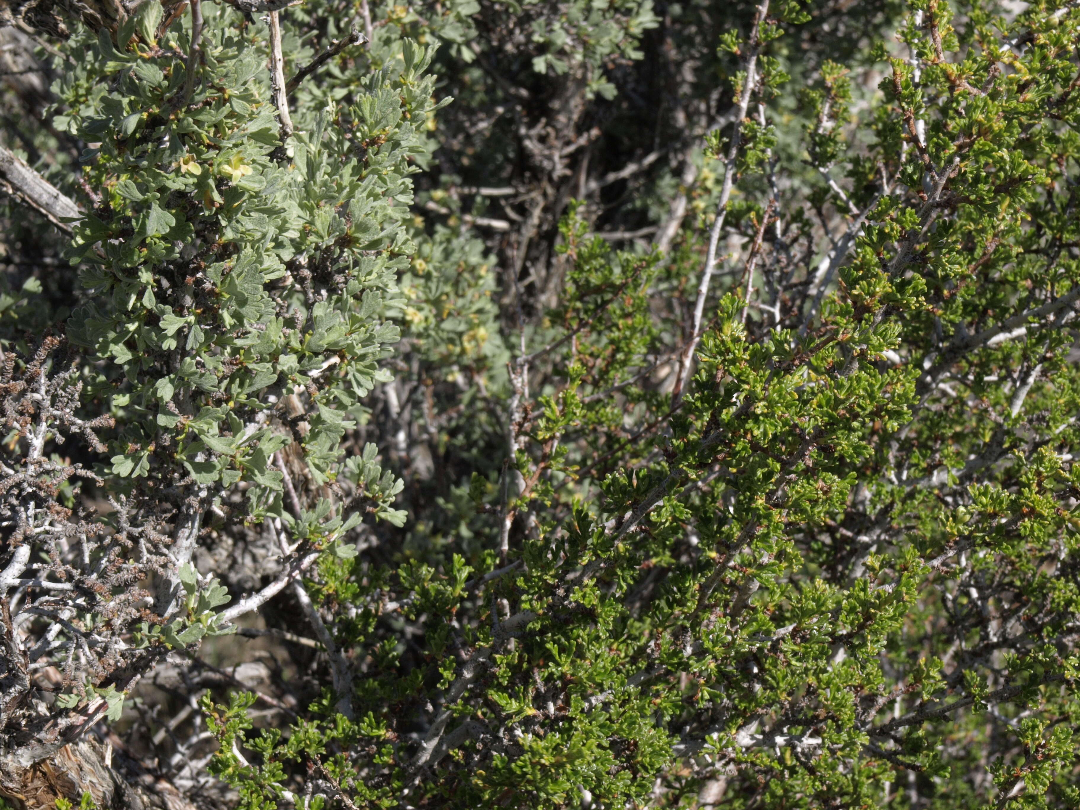 Image of desert bitterbrush