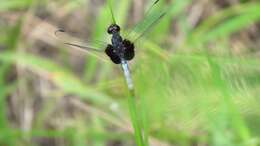 Слика од Erythrodiplax unimaculata (De Geer 1773)