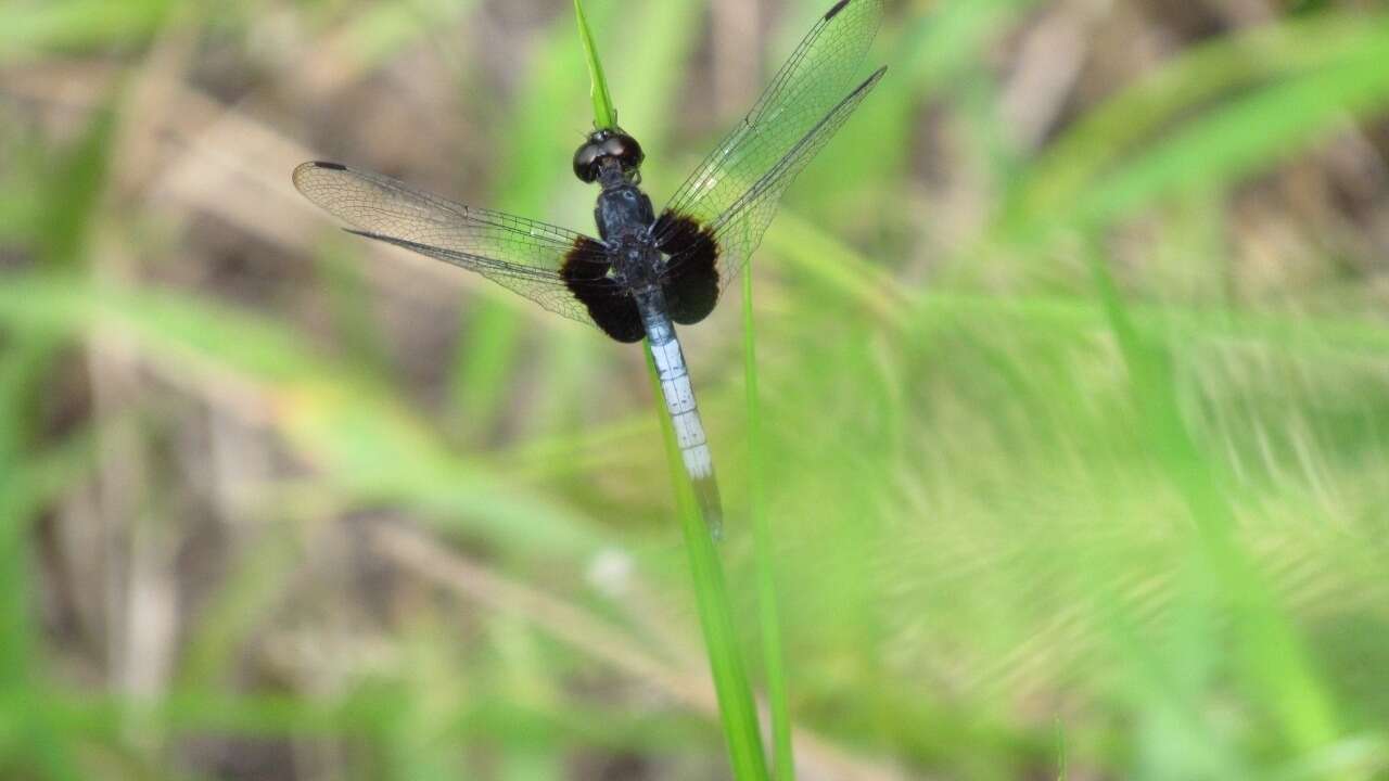 Слика од Erythrodiplax unimaculata (De Geer 1773)