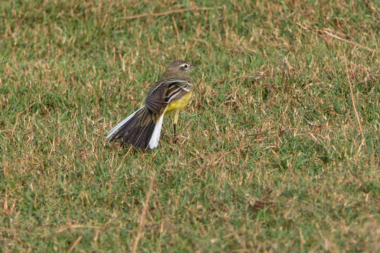 Image of Western Yellow Wagtail