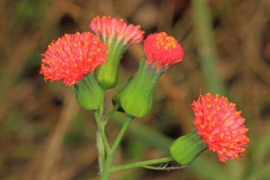 Image of lilac tasselflower