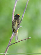 Image of Fire-fronted Serin