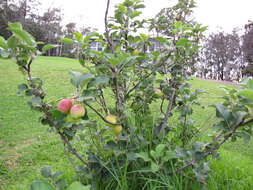 Image of paradise apple