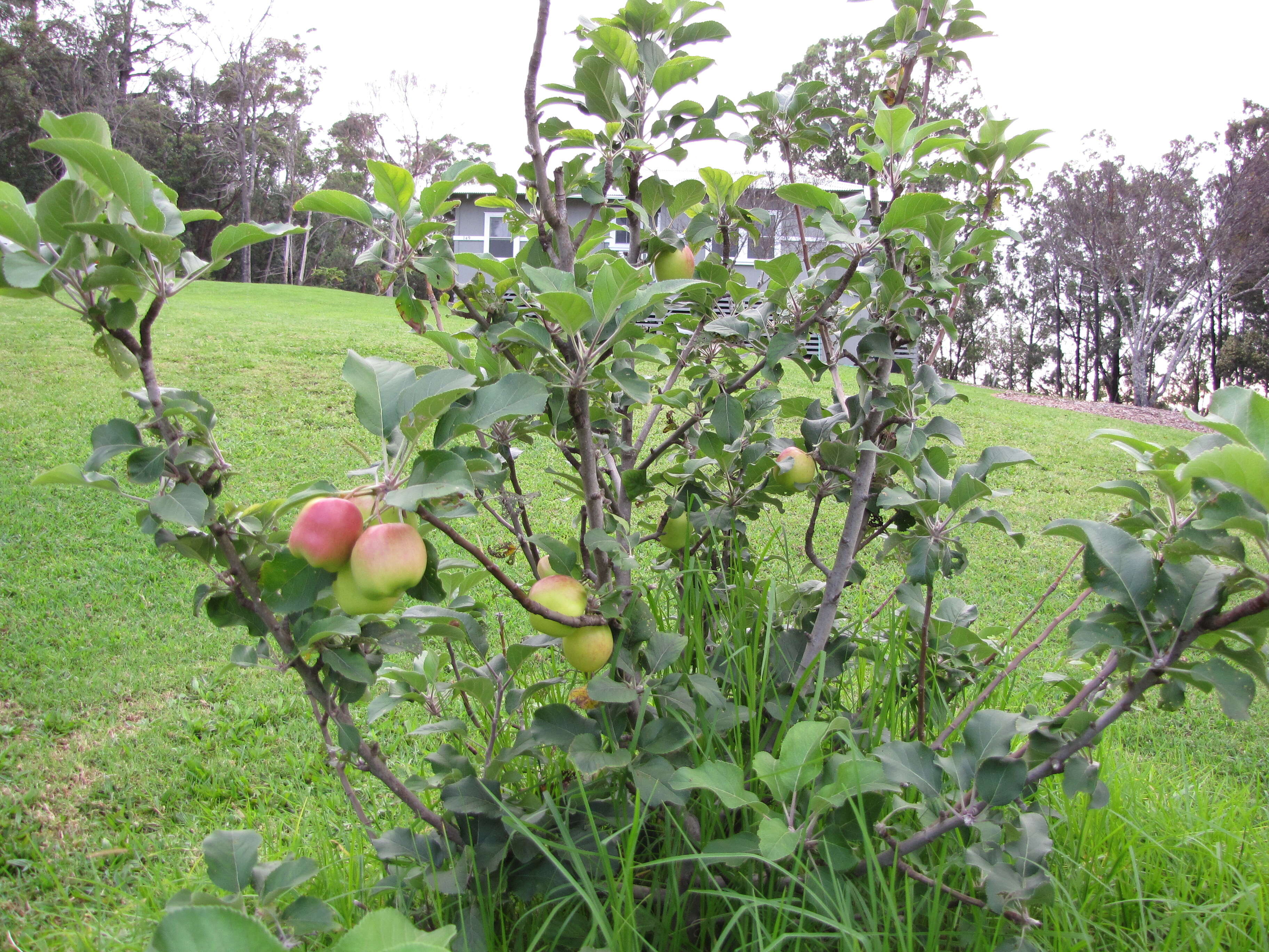 Image of paradise apple