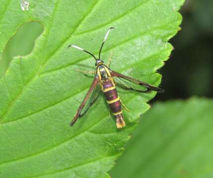 Image de Carmenta bassiformis Walker 1856