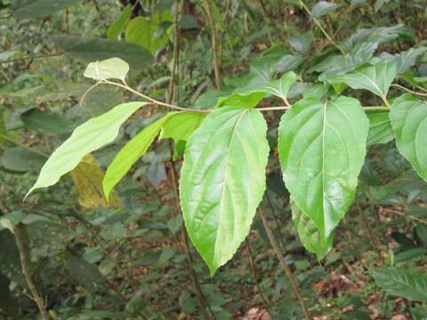 Image of Flacourtia montana J. Grah.