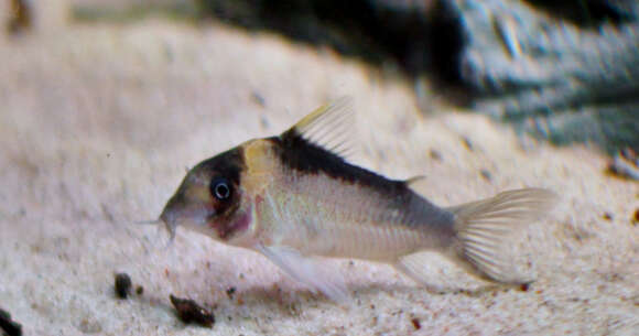 Image of Corydoras imitator Nijssen & Isbrücker 1983