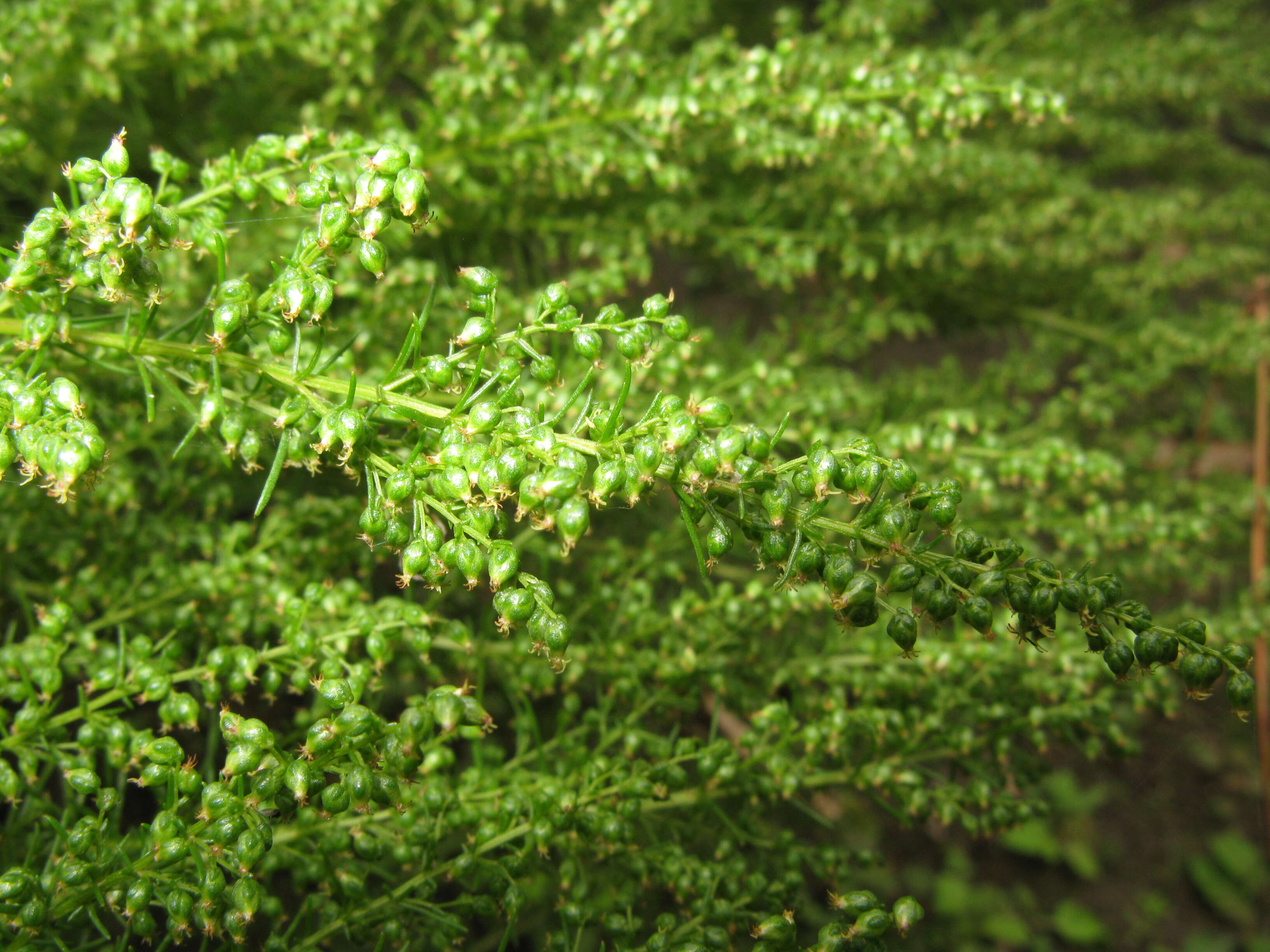 Image of Artemisia capillaris Thunb.