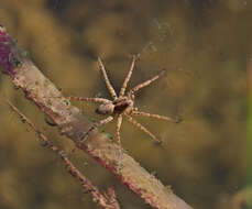 Image of Wolf spider