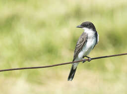 Image of Eastern Kingbird