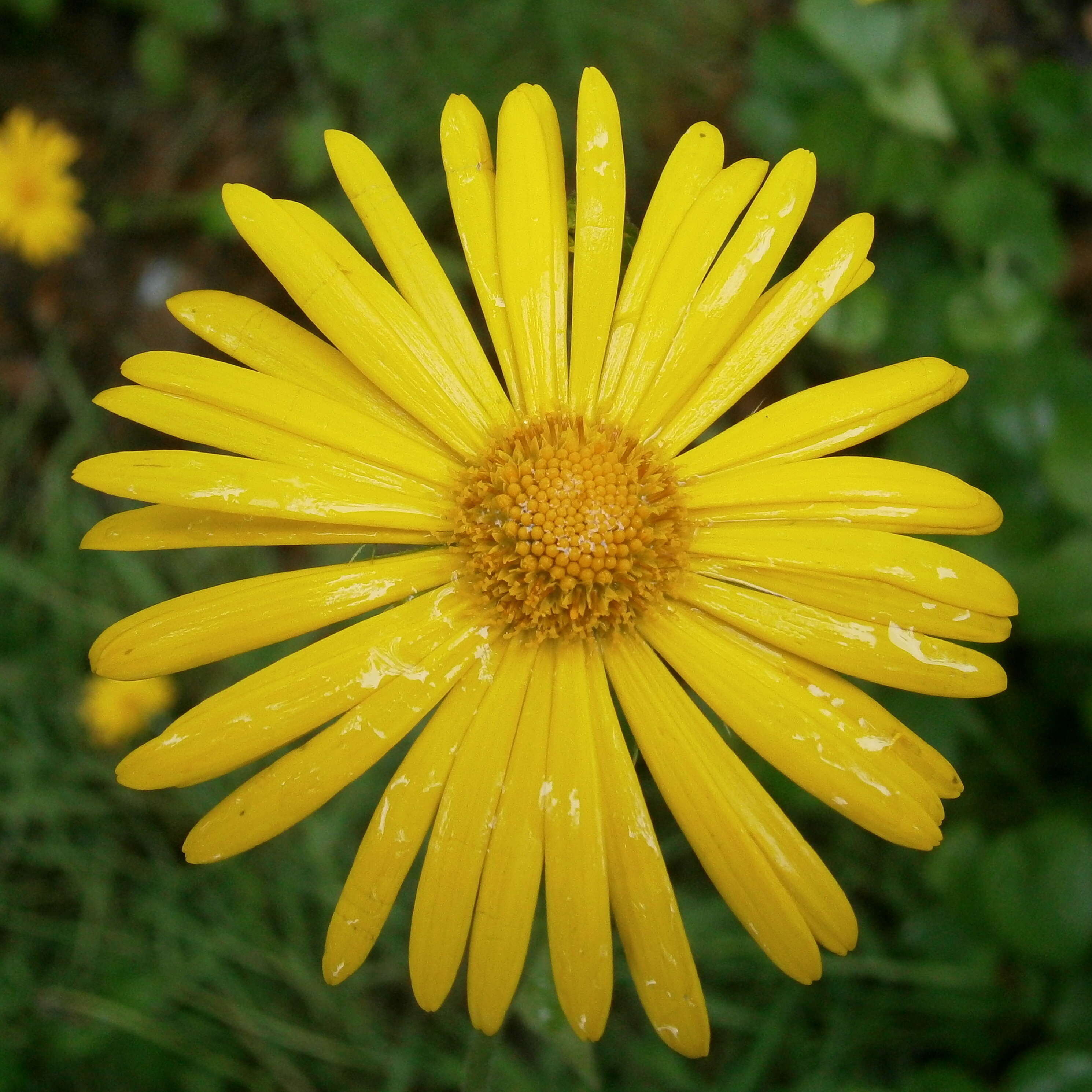 Doronicum pardalianches L. resmi