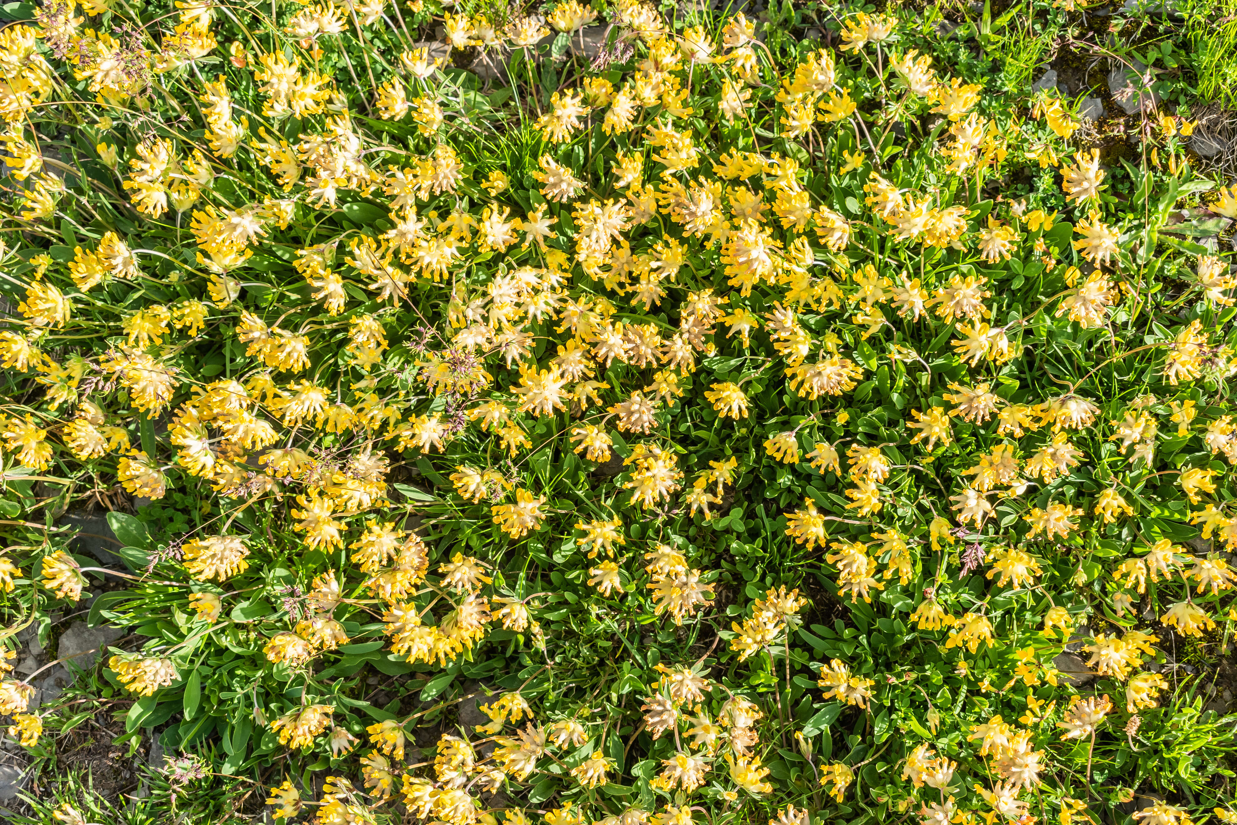 Слика од Anthyllis vulneraria L.