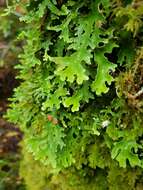 Image of Pseudocyphellaria lichen