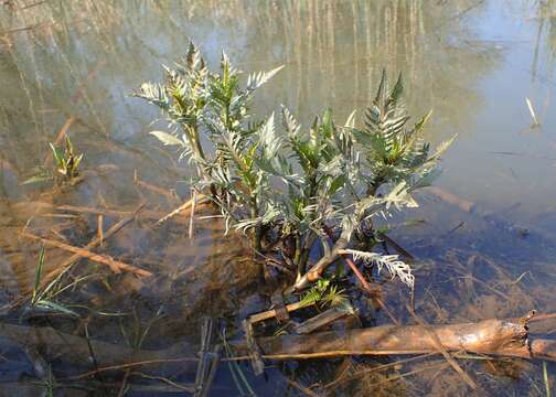 Image of Great Yellow-cress