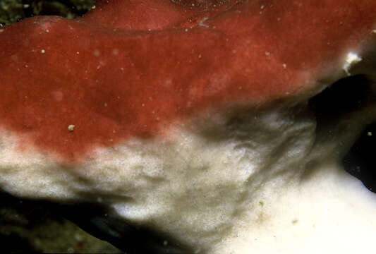 Image of stony sponge