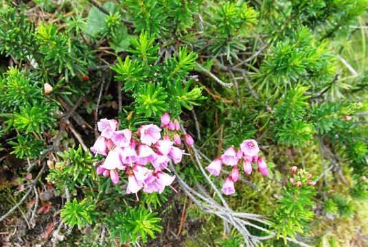 Image of pink mountainheath