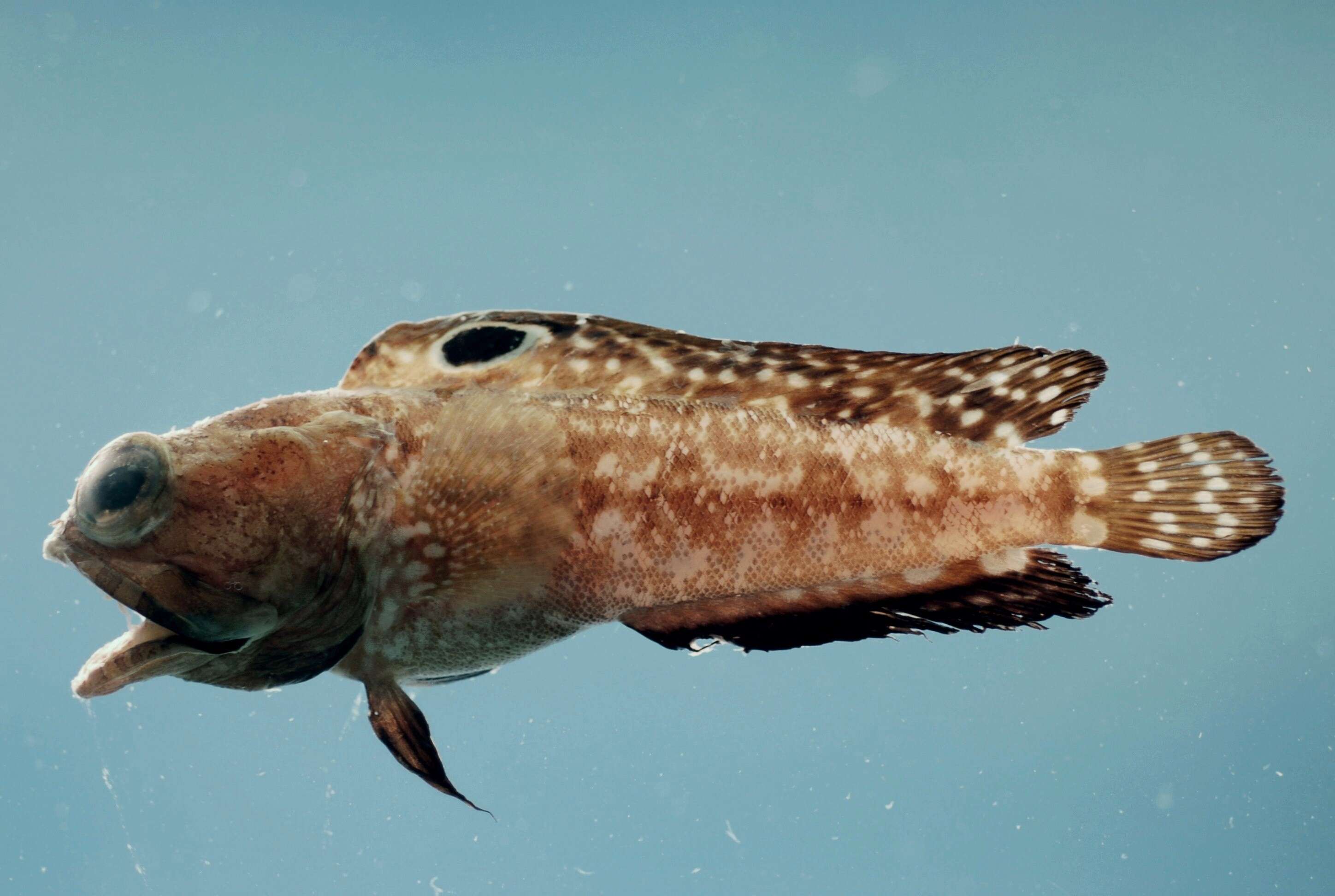 Image of jawfishes