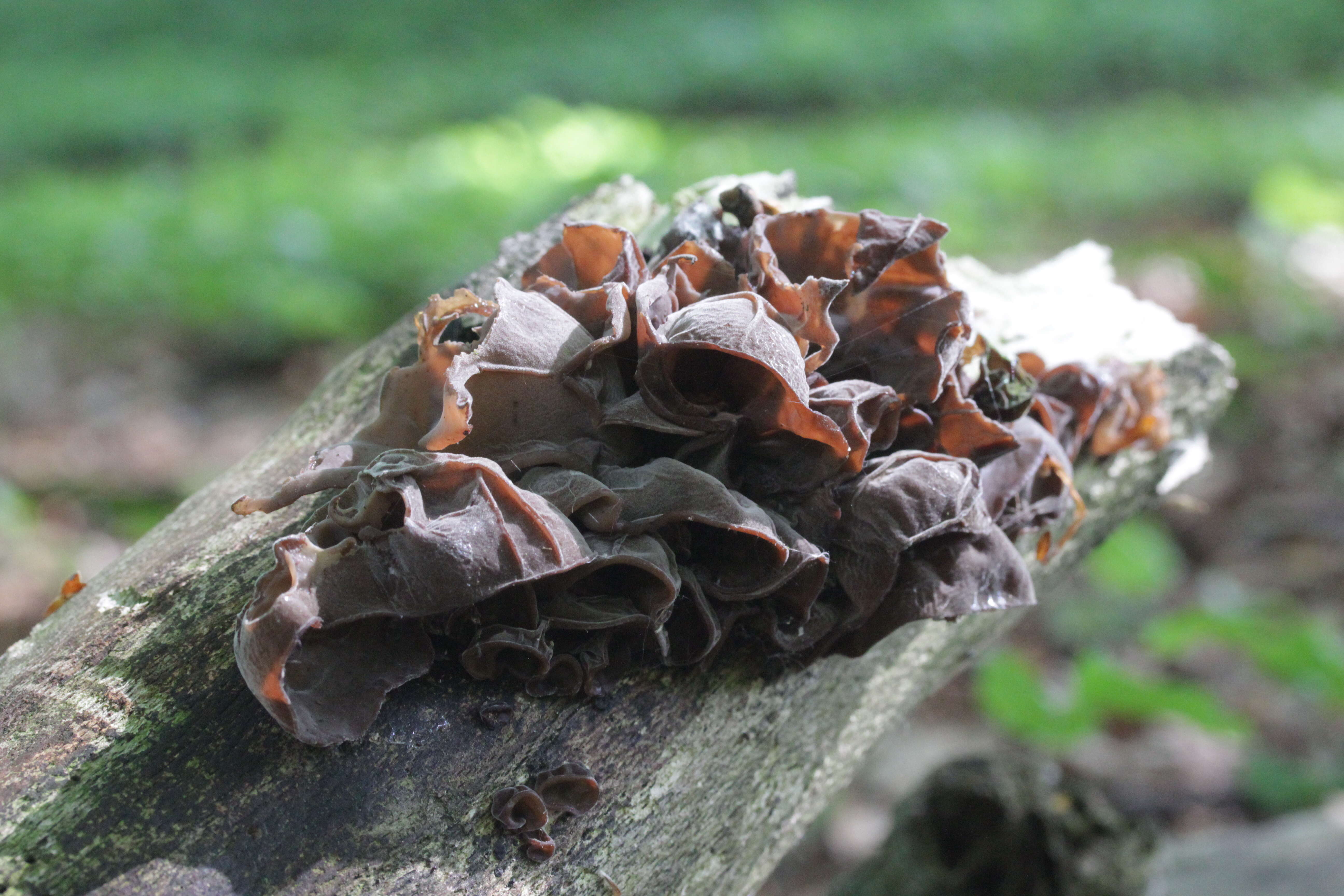 Image of ear fungus