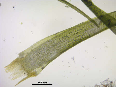 Image of longleaf paraleucobryum moss