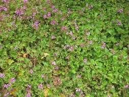 Image of Pelargonium rodneyanum Lindl.