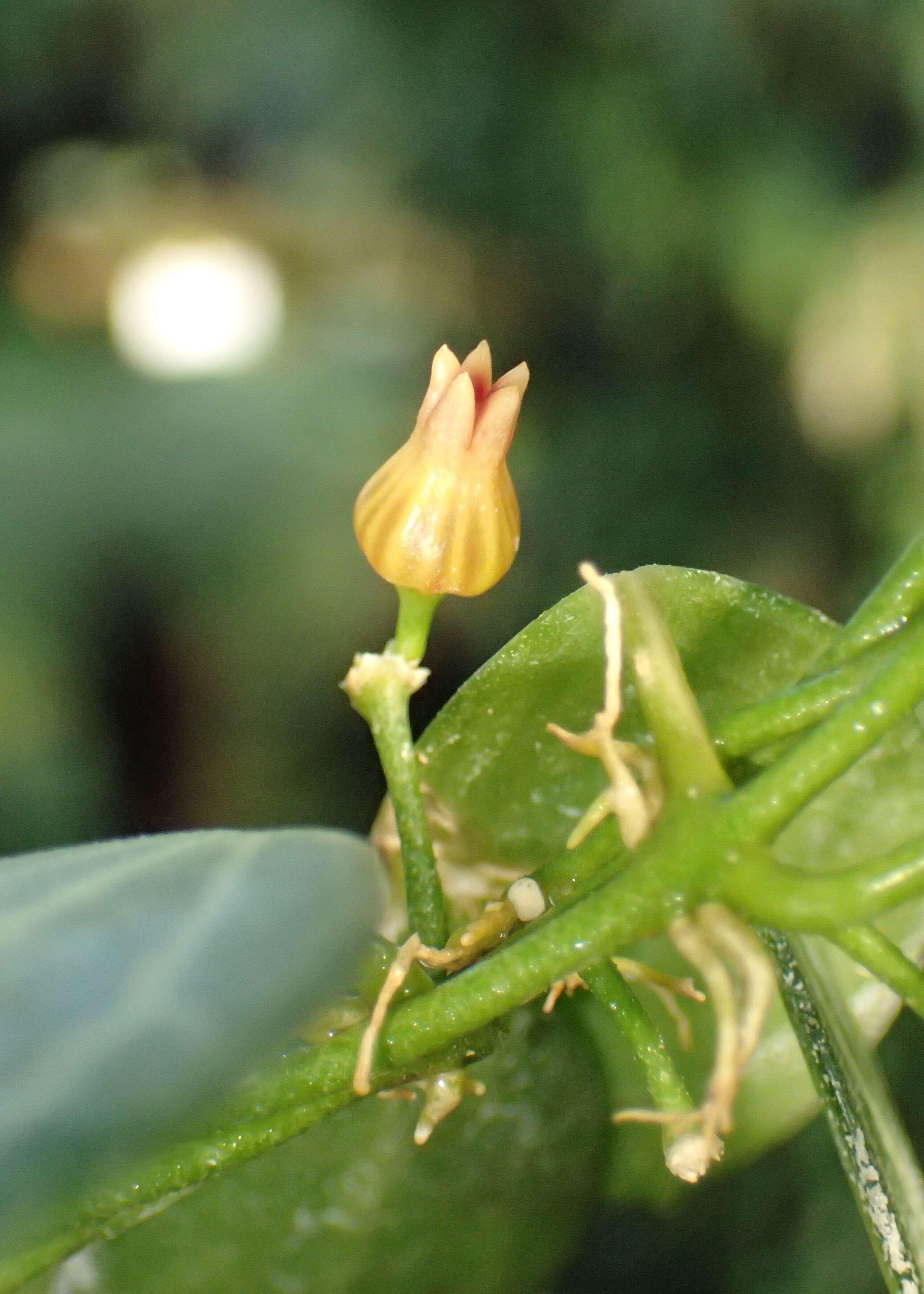 Image of Watermelon dischidia