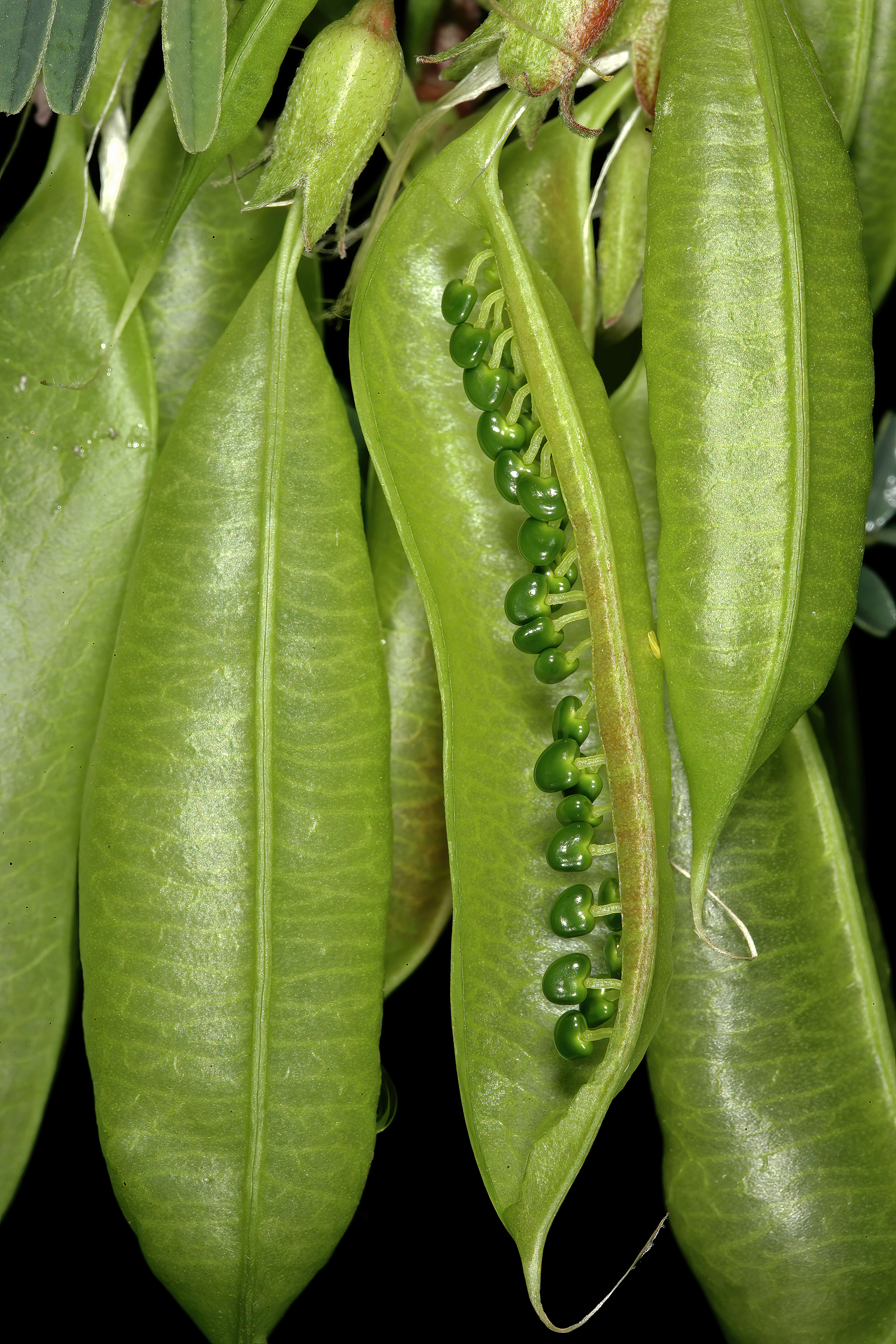 Imagem de Lessertia frutescens