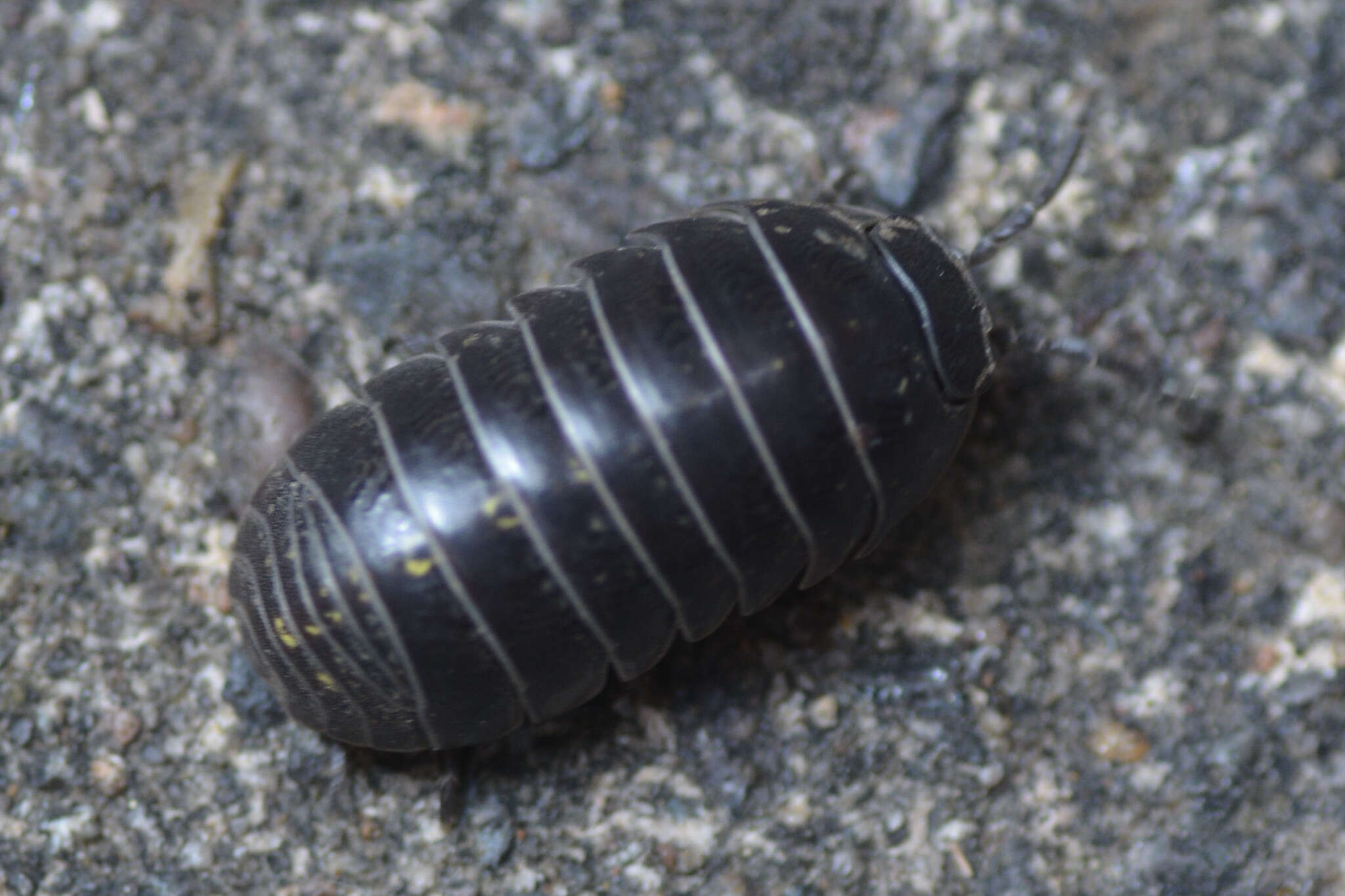 Image of Pill woodlouse