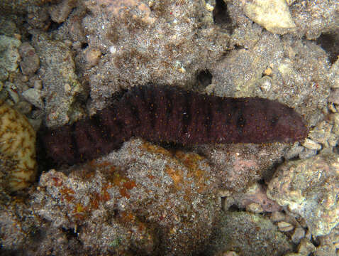 Image of Bottleneck Sea Cucumber