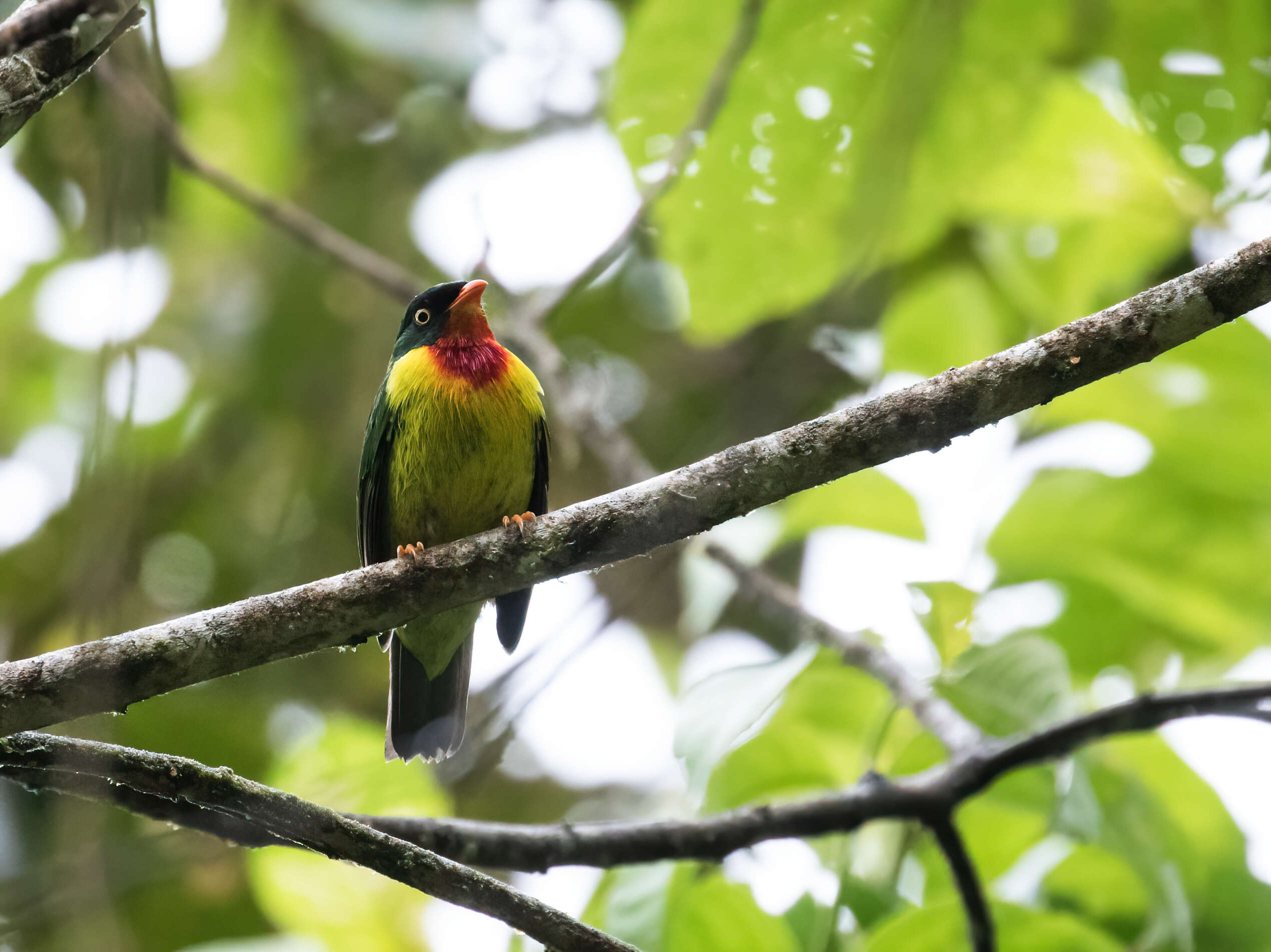 Image of Scarlet-breasted Fruiteater