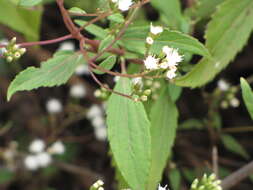 صورة Ageratina riparia (Regel) R. King & H. Rob.