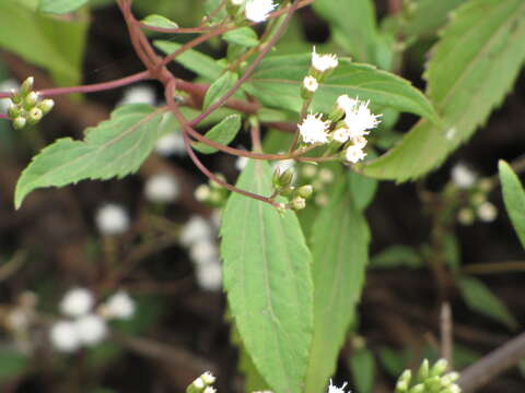 Image of spreading snakeroot