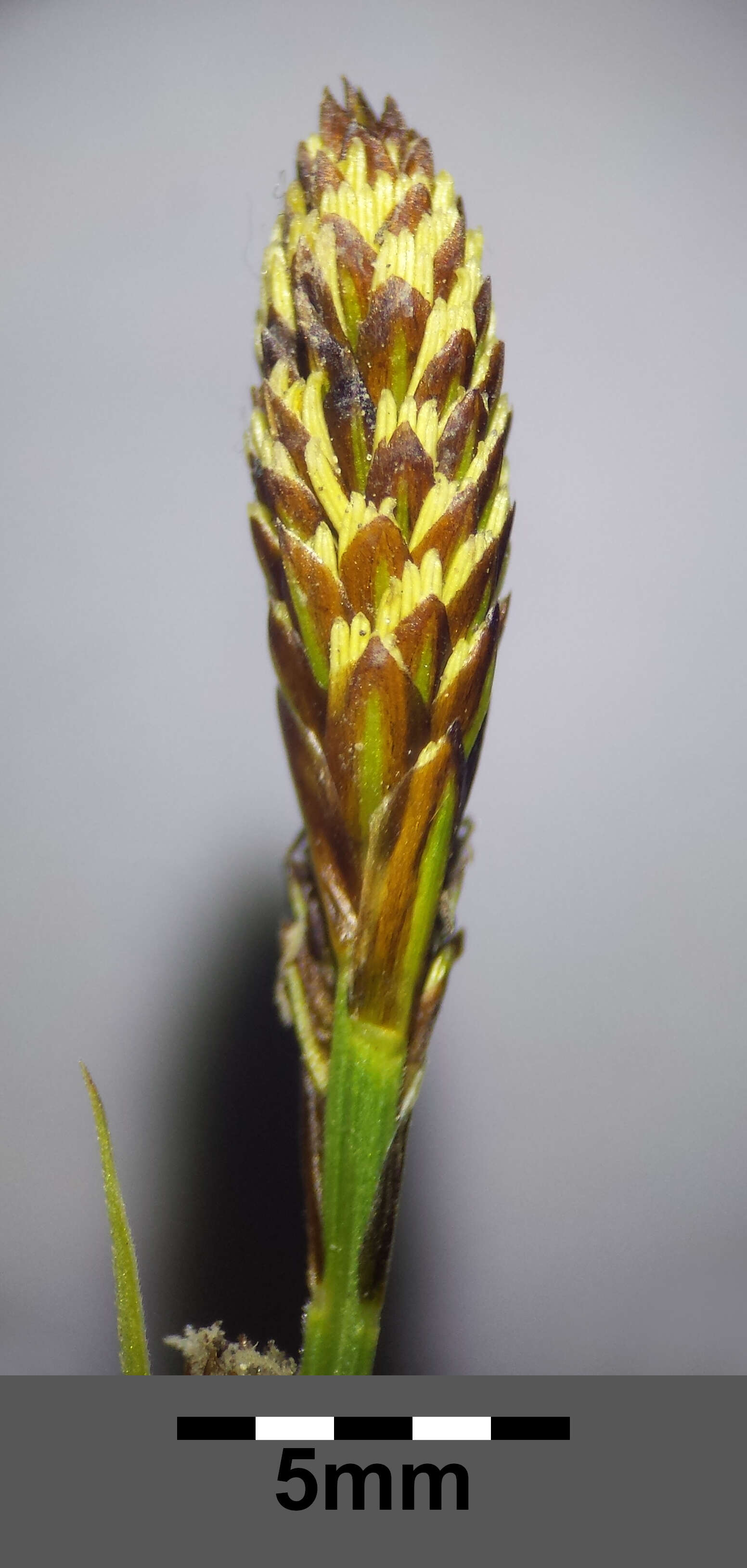 Image of spring-sedge