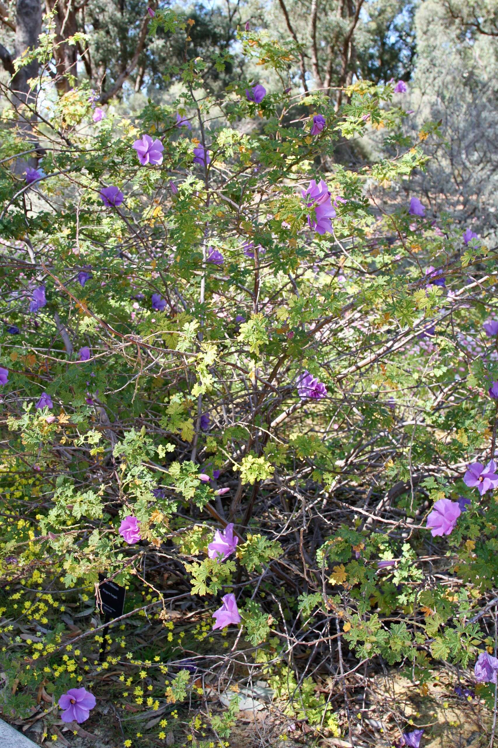 Image of Hibiscus huegelii Endl.