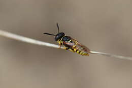 Imagem de Philanthus triangulum (Fabricius 1775)