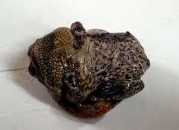 صورة Uperodon taprobanicus (Parker 1934)