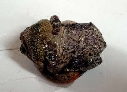 Image of Sri Lankan Bullfrog