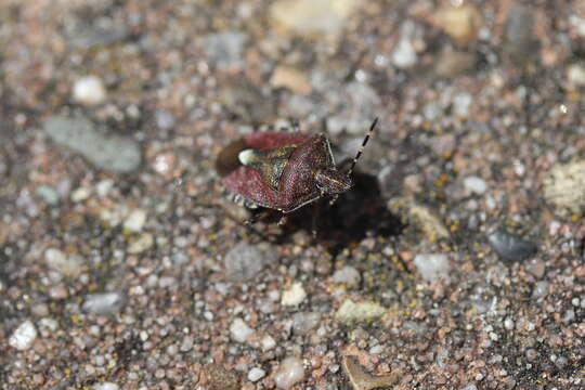 Image of sloe bug