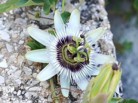 Image de Passiflora caerulea L.