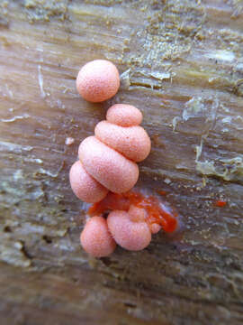 Image of Lycogala epidendrum