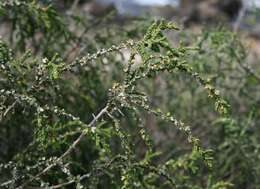 Image of Thymelaea hirsuta (L.) Endl.