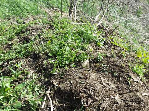 Image of Creeping Watercress