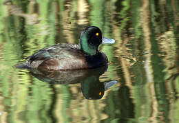 Image of New Zealand Scaup