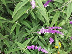 Imagem de Salvia leucantha Cav.