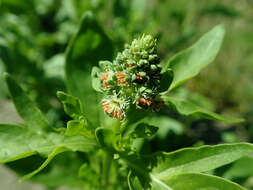 Image of garden mignonette