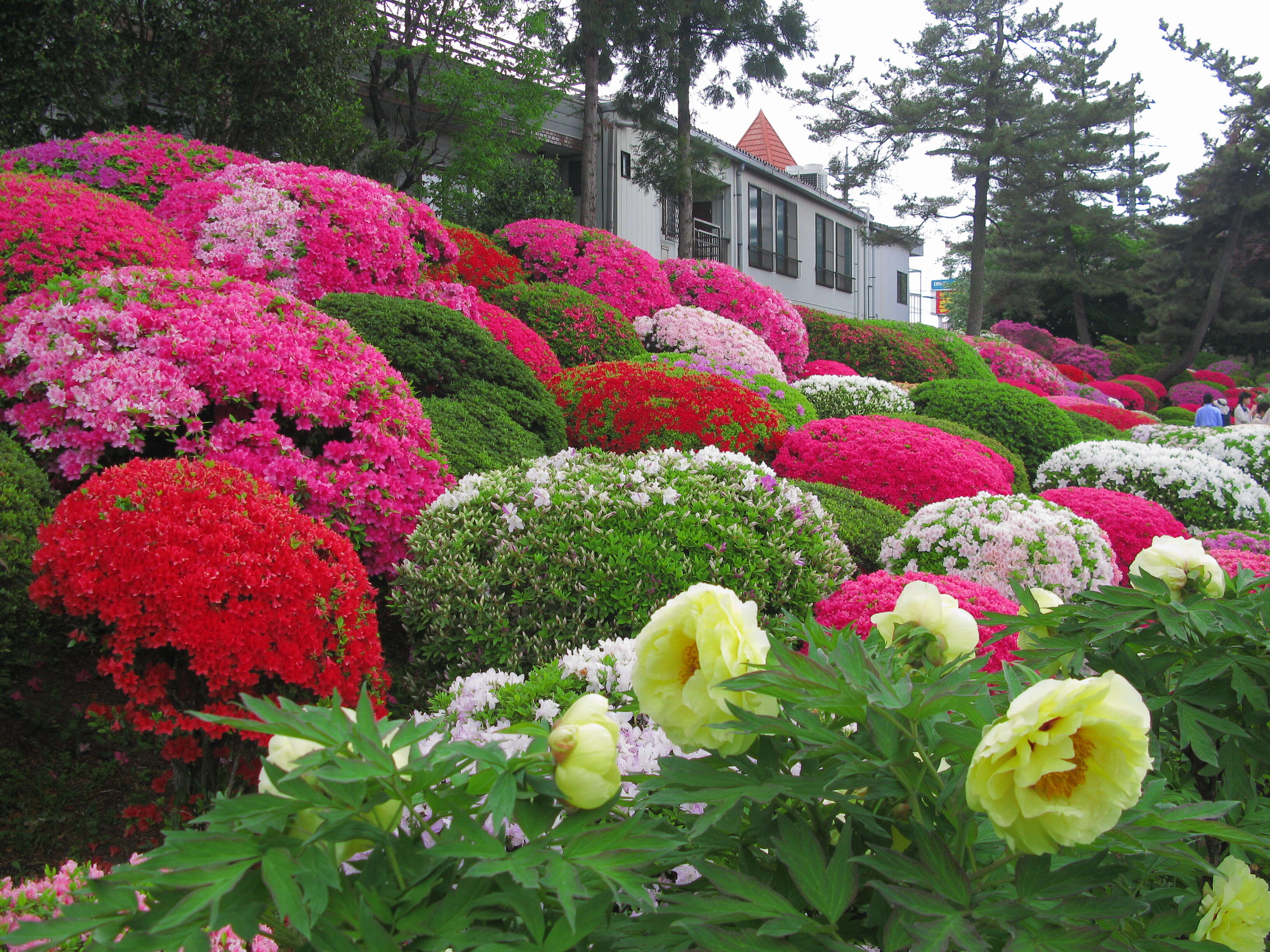 Image of peony family