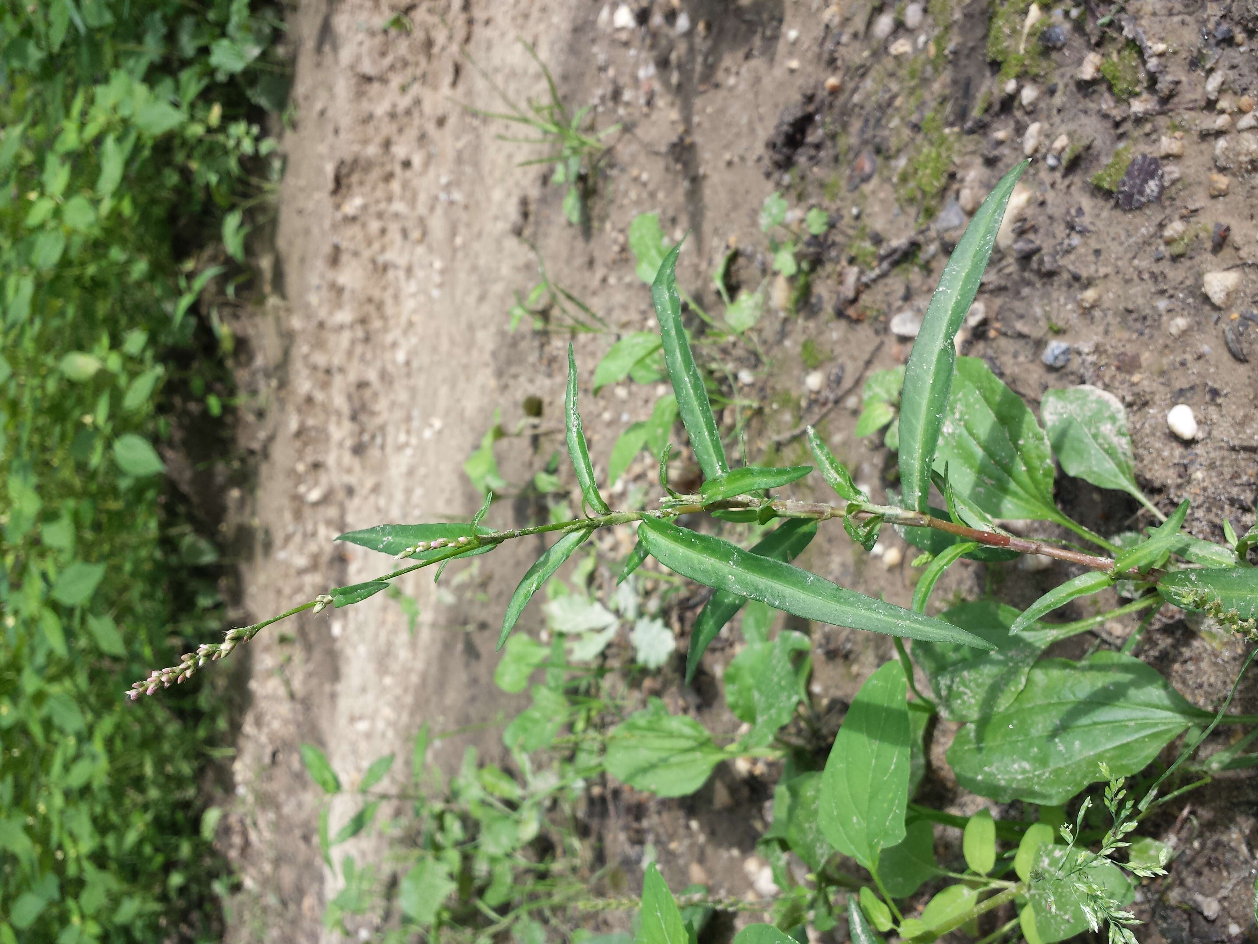 Image of Pygmy Smartweed