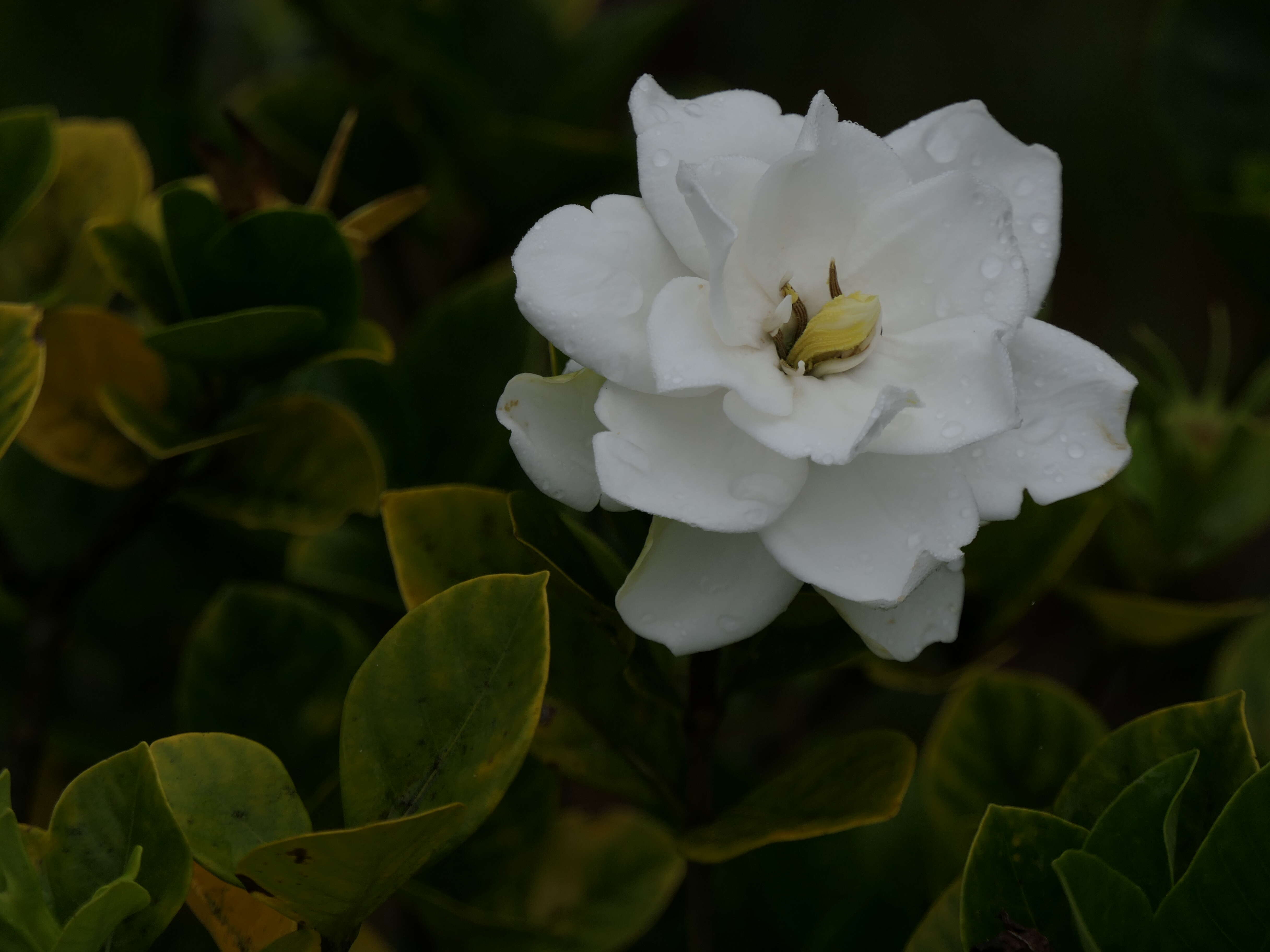 Image of Cape jasmine