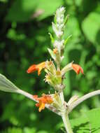 Image of Colquhounia coccinea Wall.